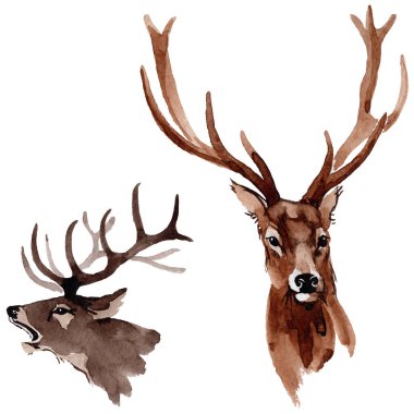 Ren geyiği vahşi hayvan izole bir suluboya tarzında.