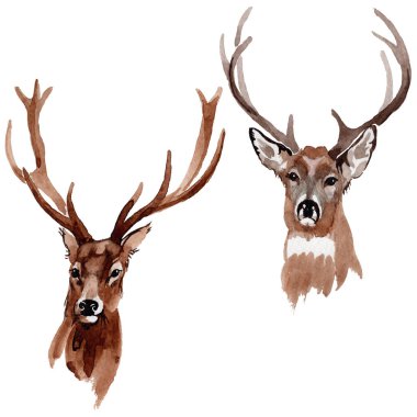 Ren geyiği vahşi hayvan izole bir suluboya tarzında.