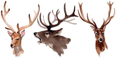 Ren geyiği vahşi hayvan izole bir suluboya tarzında.