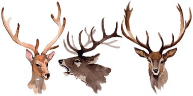 Ren geyiği vahşi hayvan izole bir suluboya tarzında.