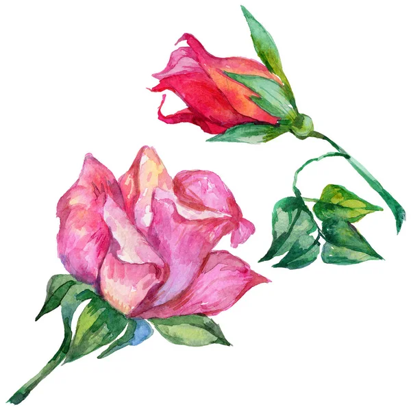 Wildflower rosa květina ve stylu akvarelu, samostatný. — Stock fotografie