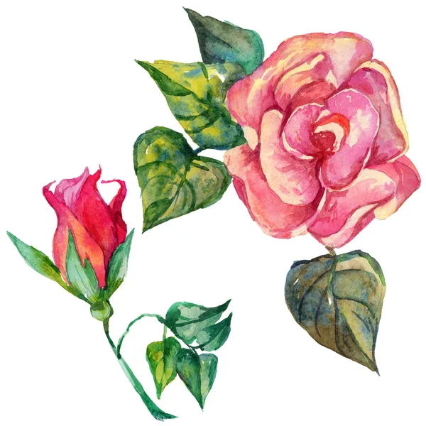 Fleur de rosa sauvage dans un style aquarelle isolé . — Photo