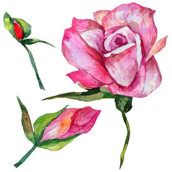 Fleur de rosa sauvage dans un style aquarelle isolé . — Photo