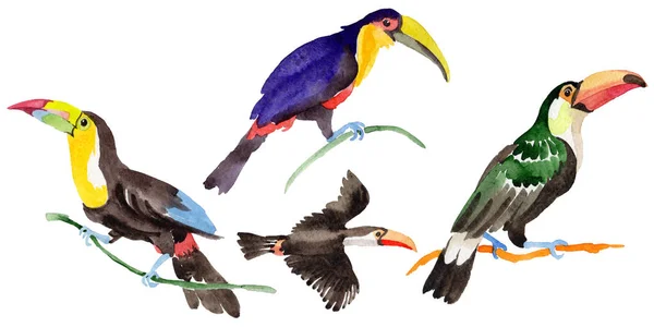 Sky bird toucan dans une faune par aquarelle style isolé . — Photo