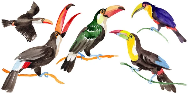 Gökyüzü kuş toucan suluboya Style izole bir yaban hayatı içinde.