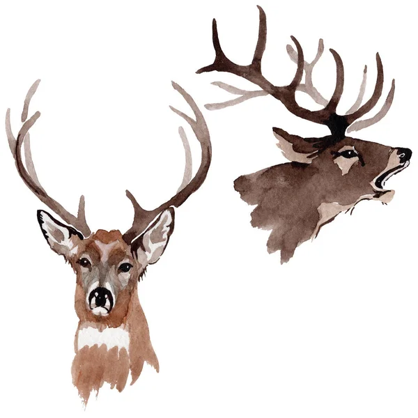 Ren geyiği vahşi hayvan izole bir suluboya tarzında.