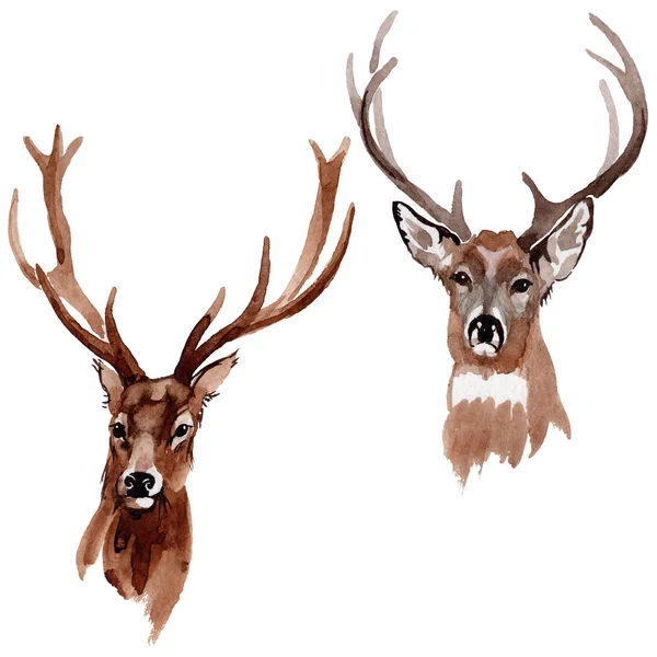 Ren geyiği vahşi hayvan izole bir suluboya tarzında.