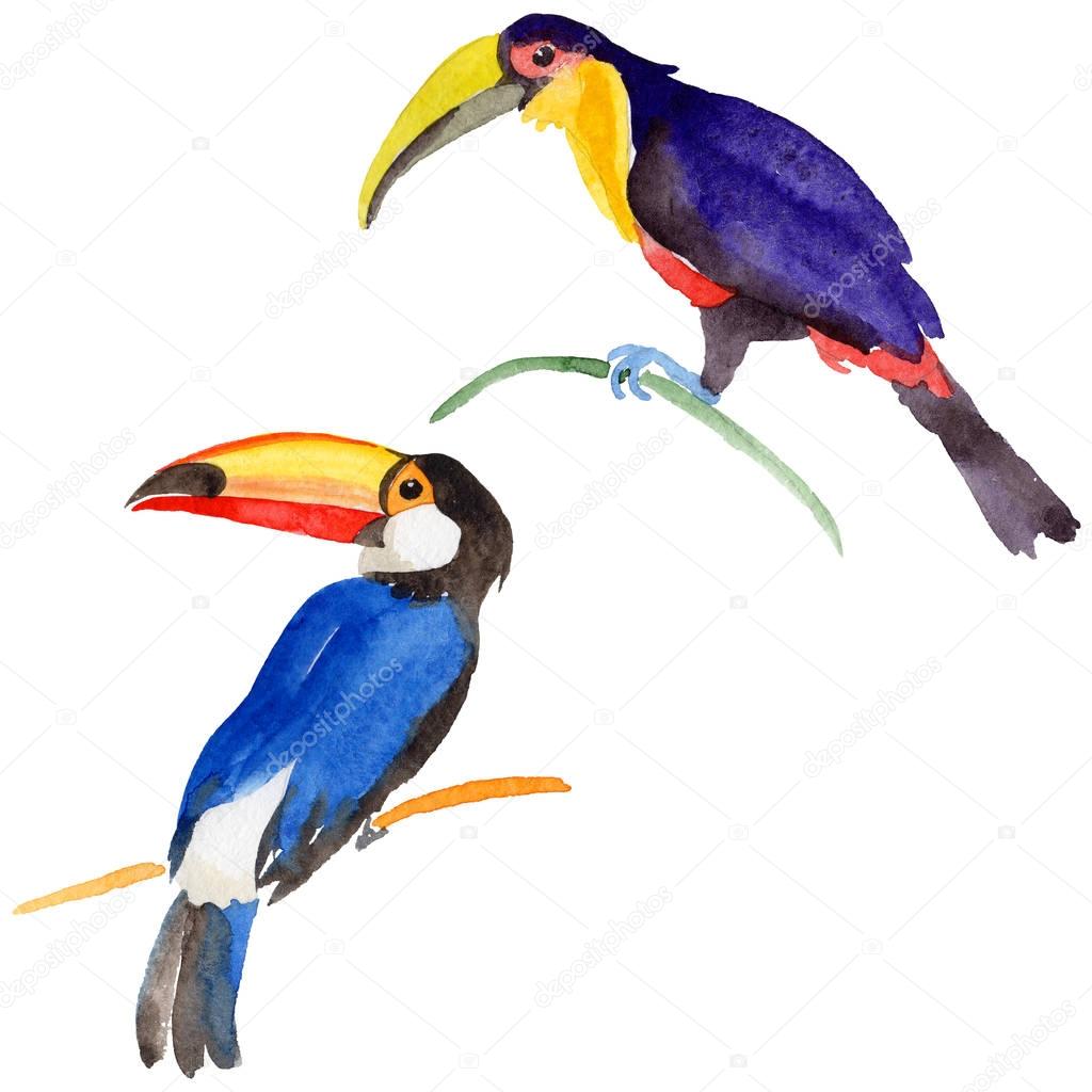 Sky bird toucan in a wildlife by watercolor style isolated.