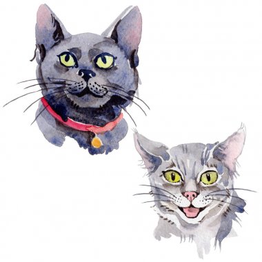 Kedi vahşi hayvan izole bir suluboya tarzında.