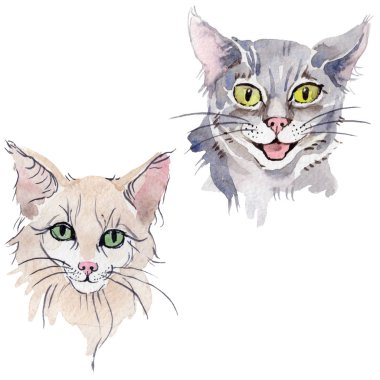 Kedi vahşi hayvan izole bir suluboya tarzında.