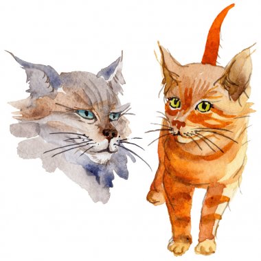 Kedi vahşi hayvan izole bir suluboya tarzında.