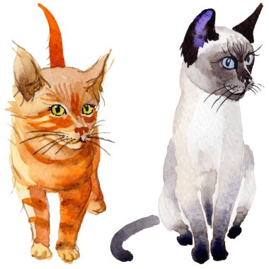 Kedi vahşi hayvan izole bir suluboya tarzında.