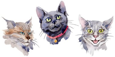 Kedi vahşi hayvan izole bir suluboya tarzında.