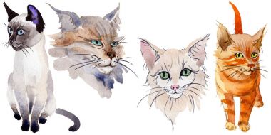 Kedi vahşi hayvan izole bir suluboya tarzında.