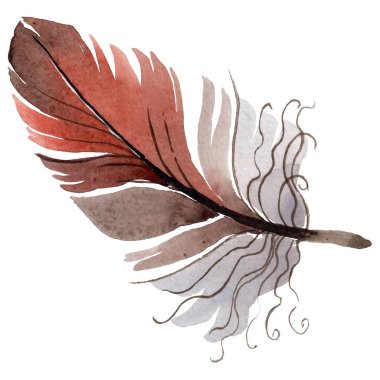 Suluboya kuş tüyü izole kanat üzerinden.