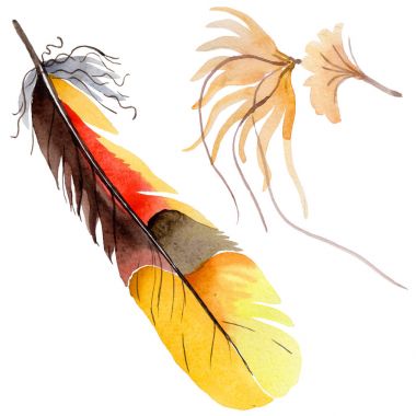 Suluboya kuş tüyü izole kanat üzerinden.