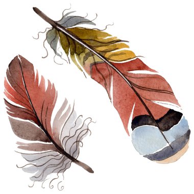 Suluboya kuş tüyü izole kanat üzerinden.