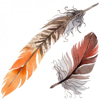 Suluboya kuş tüyü izole kanat üzerinden.