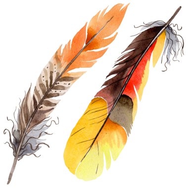 Suluboya kuş tüyü izole kanat üzerinden.