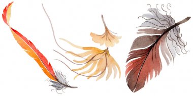 Suluboya kuş tüyü izole kanat üzerinden.