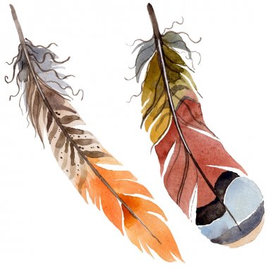 Suluboya kuş tüyü izole kanat üzerinden.