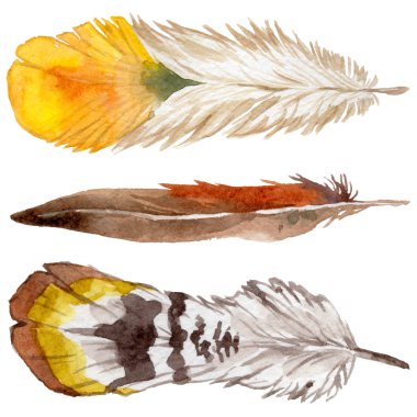 Suluboya kuş tüyü izole kanat üzerinden.