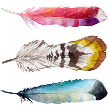 Suluboya kuş tüyü izole kanat üzerinden.