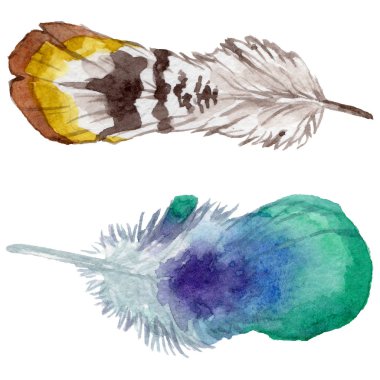 Suluboya kuş tüyü izole kanat üzerinden.