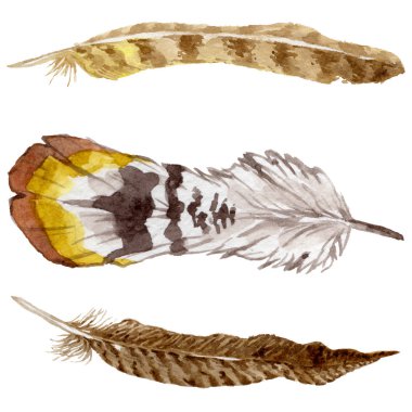 Suluboya kuş tüyü izole kanat üzerinden.