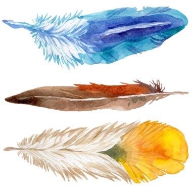 Suluboya kuş tüyü izole kanat üzerinden.