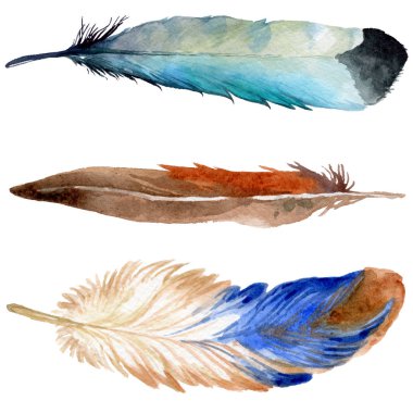 Suluboya kuş tüyü izole kanat üzerinden.