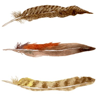 Suluboya kuş tüyü izole kanat üzerinden.