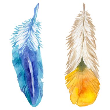 Suluboya kuş tüyü izole kanat üzerinden.