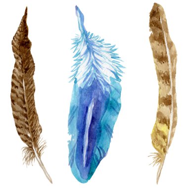 Suluboya kuş tüyü izole kanat üzerinden.