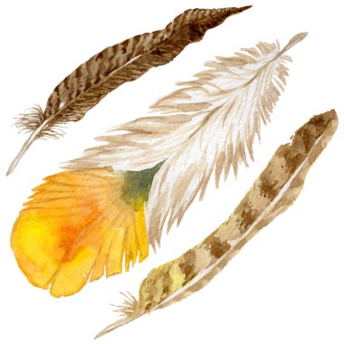 Suluboya kuş tüyü izole kanat üzerinden.