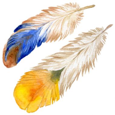 Suluboya kuş tüyü izole kanat üzerinden.