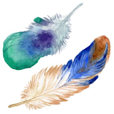Suluboya kuş tüyü izole kanat üzerinden.