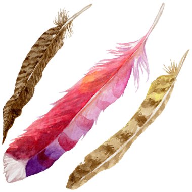 Suluboya kuş tüyü izole kanat üzerinden.