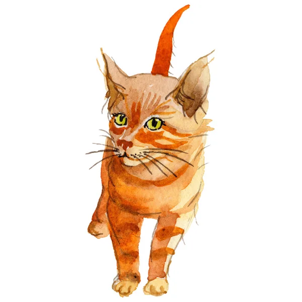 Kedi vahşi hayvan izole bir suluboya tarzında.