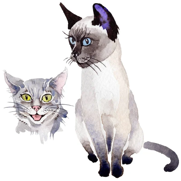 Kedi vahşi hayvan izole bir suluboya tarzında.