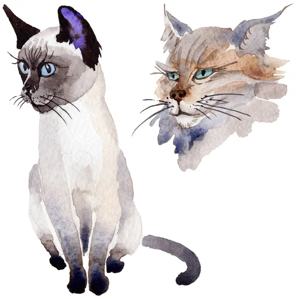 Kedi vahşi hayvan izole bir suluboya tarzında.