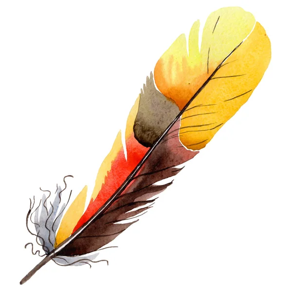 Suluboya kuş tüyü izole kanat üzerinden.