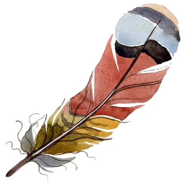 Suluboya kuş tüyü izole kanat üzerinden.