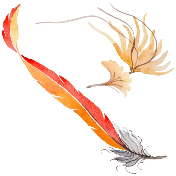 Suluboya kuş tüyü izole kanat üzerinden.