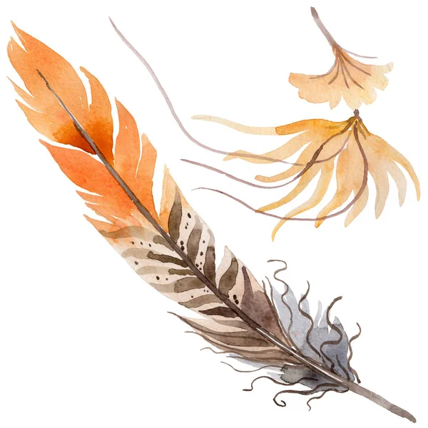 Suluboya kuş tüyü izole kanat üzerinden.