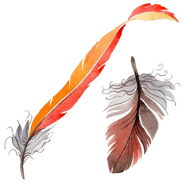 Suluboya kuş tüyü izole kanat üzerinden.