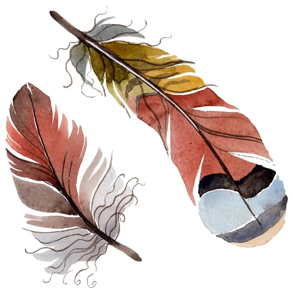 Suluboya kuş tüyü izole kanat üzerinden.
