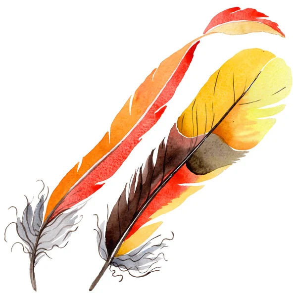 Suluboya kuş tüyü izole kanat üzerinden.