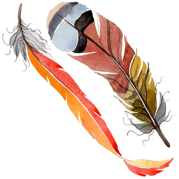 Suluboya kuş tüyü izole kanat üzerinden.