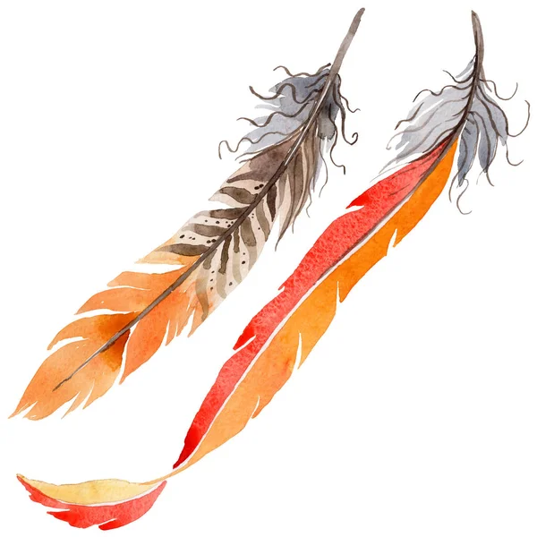 Suluboya kuş tüyü izole kanat üzerinden.